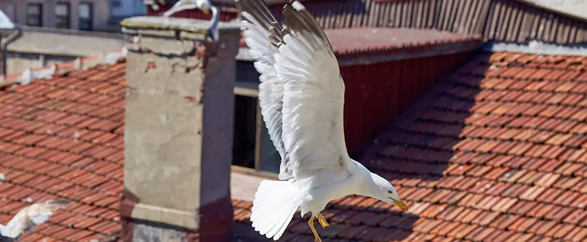 Residential Chimney Animal Removal Solution in Jacksonville, IL